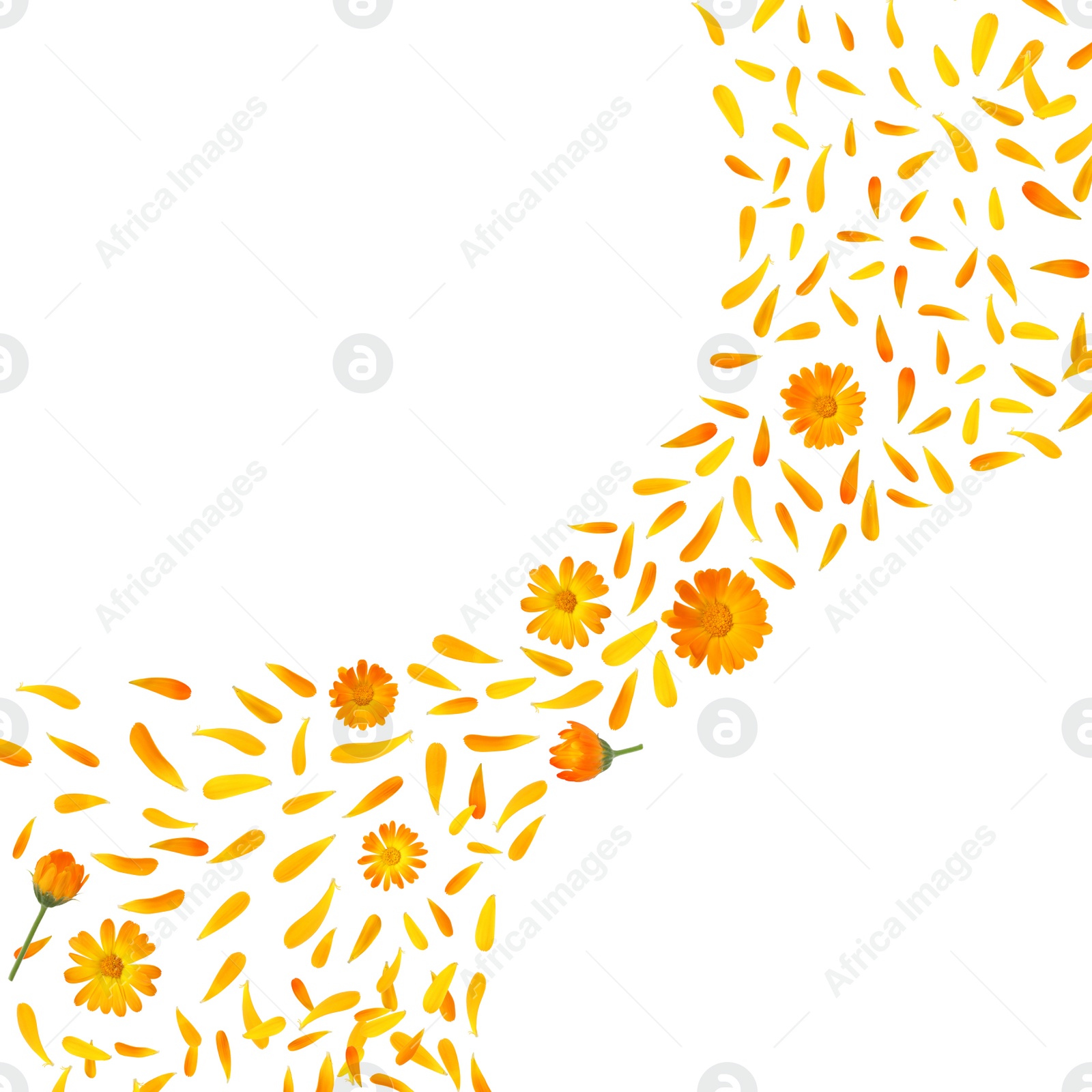 Image of Beautiful calendula flowers and petals falling on white background