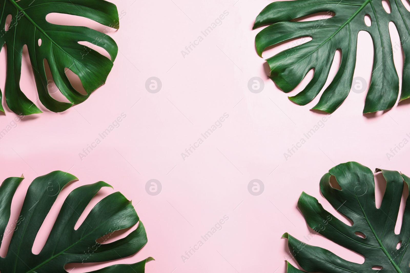 Photo of Green fresh monstera leaves on color background, flat lay with space for text. Tropical plant