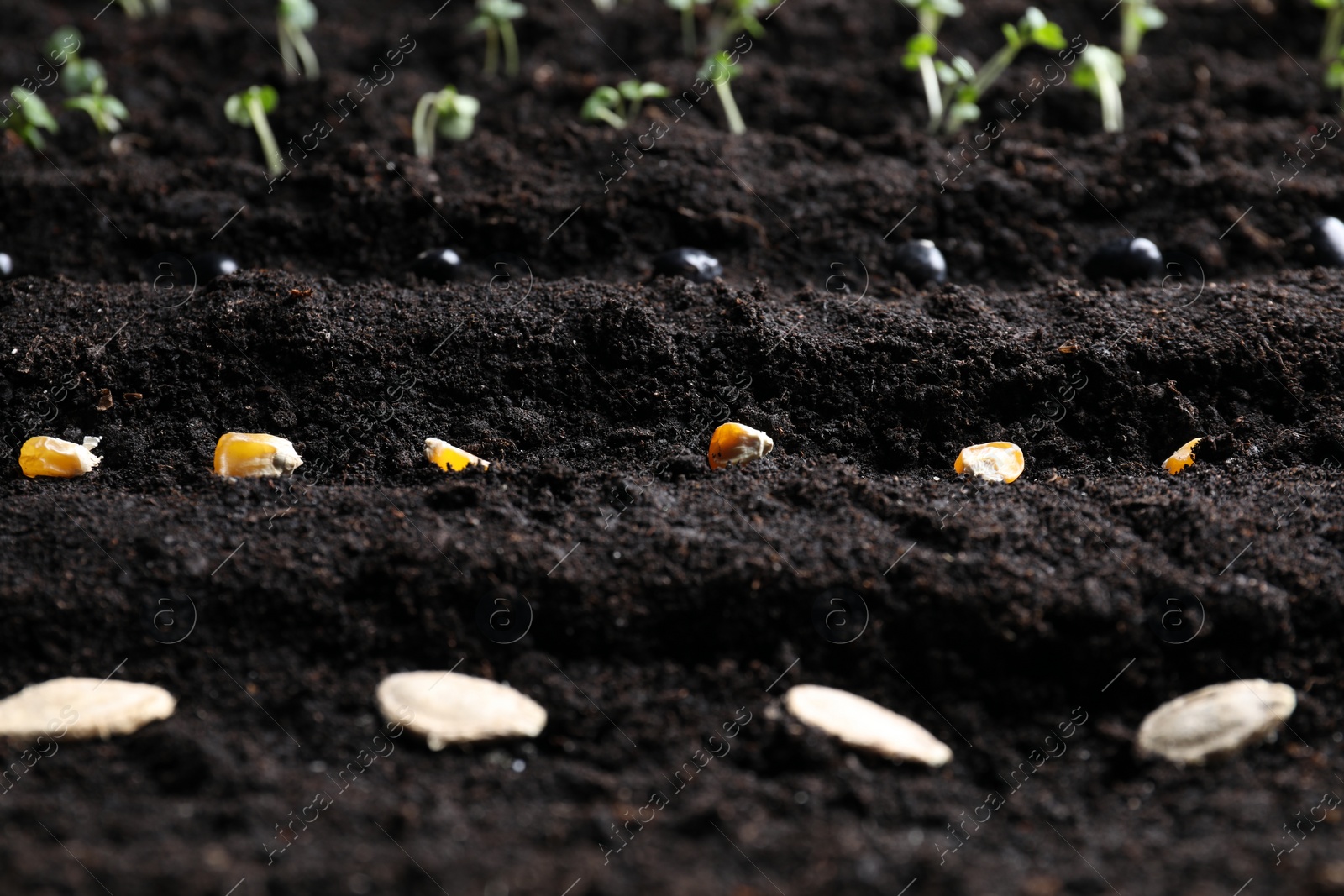 Photo of Different seeds on fertile soil, closeup. Vegetables growing