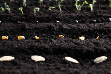 Different seeds on fertile soil, closeup. Vegetables growing