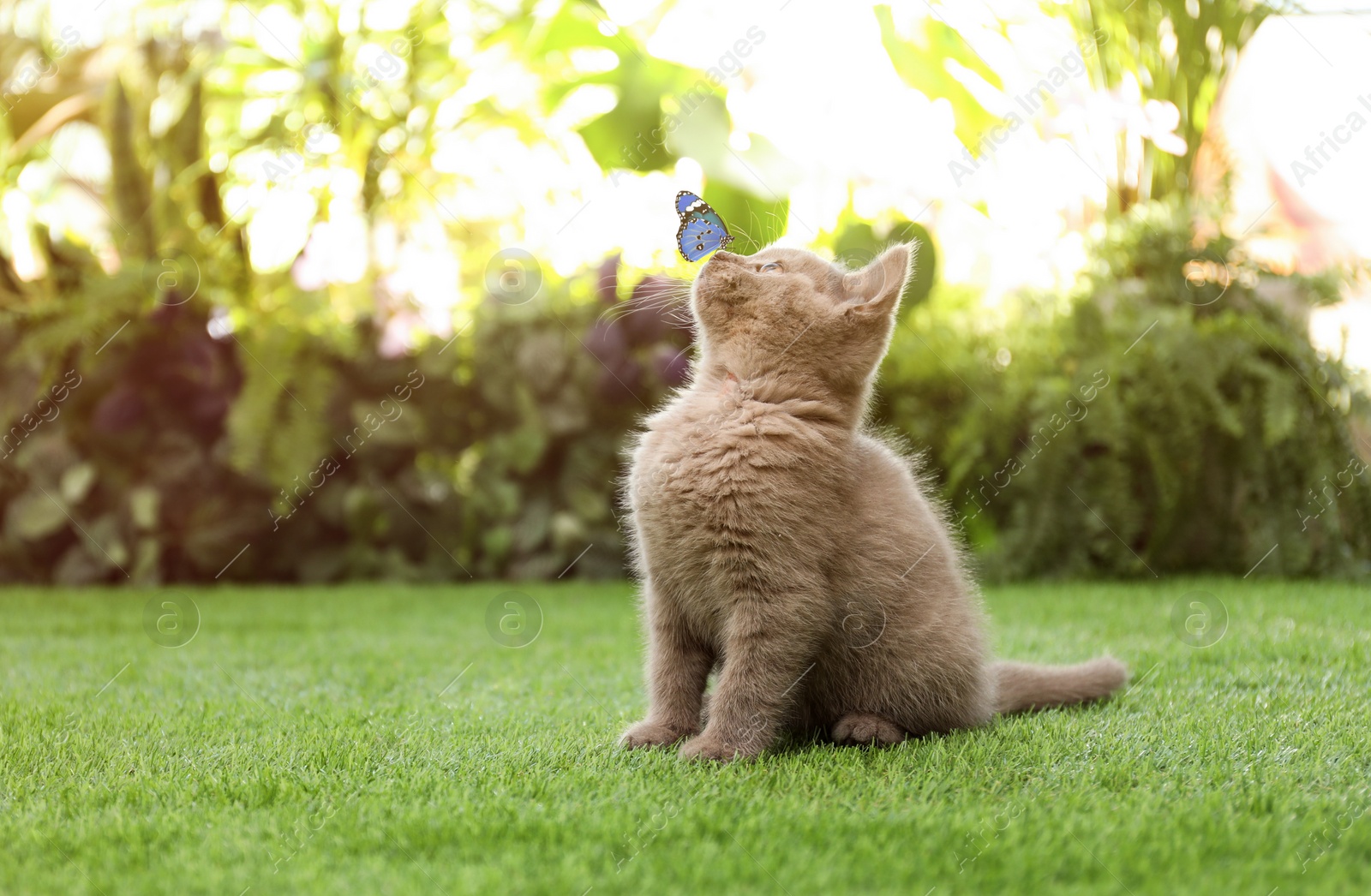 Image of Scottish straight cat playing with butterfly on green grass