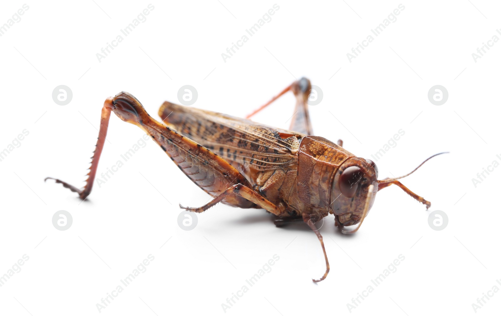 Photo of Brown grasshopper isolated on white. Wild insect