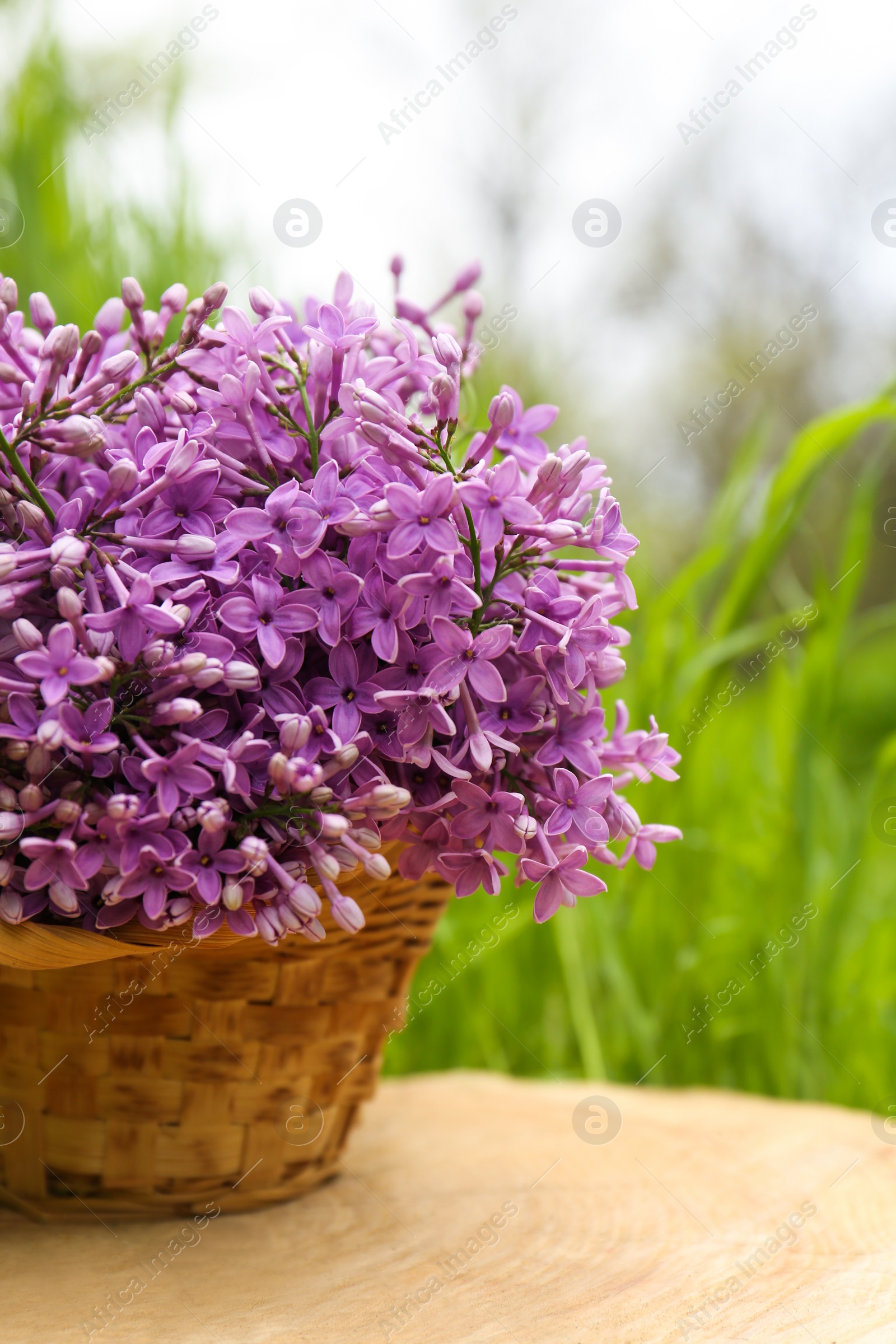 Photo of Beautiful lilac flowers in wicker basket on wooden stump outdoors, closeup