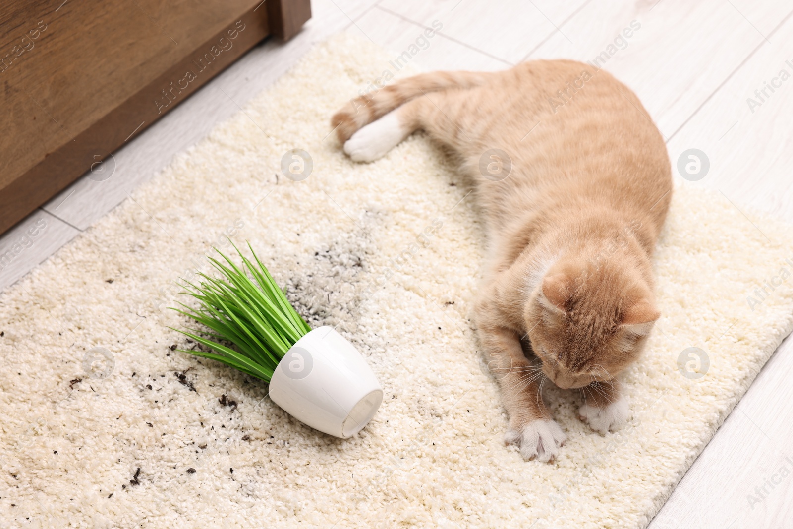 Photo of Cute ginger cat near overturned houseplant on carpet at home