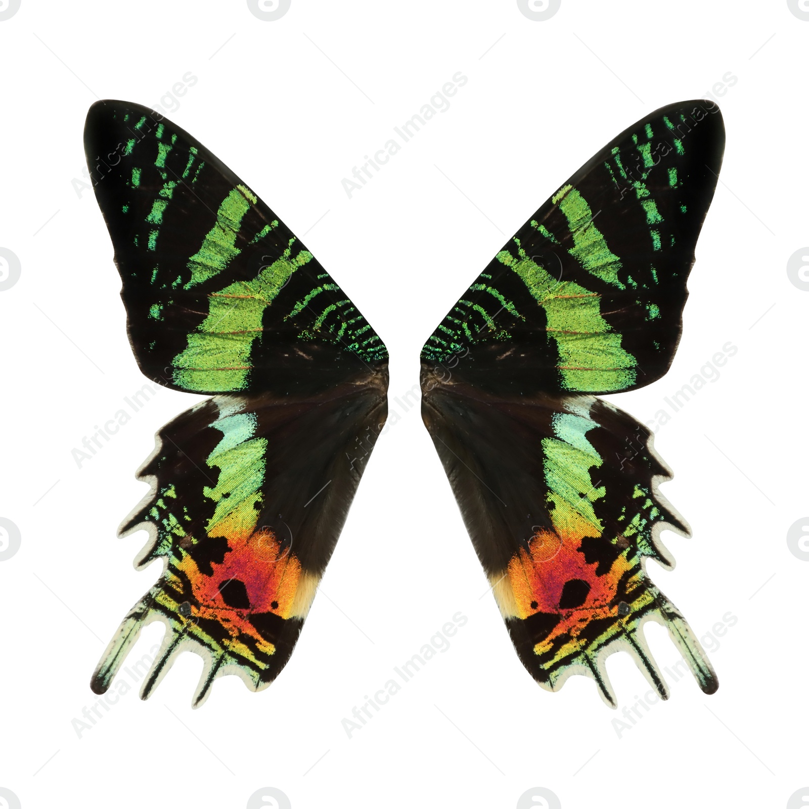 Image of Beautiful sunset moth wings on white background