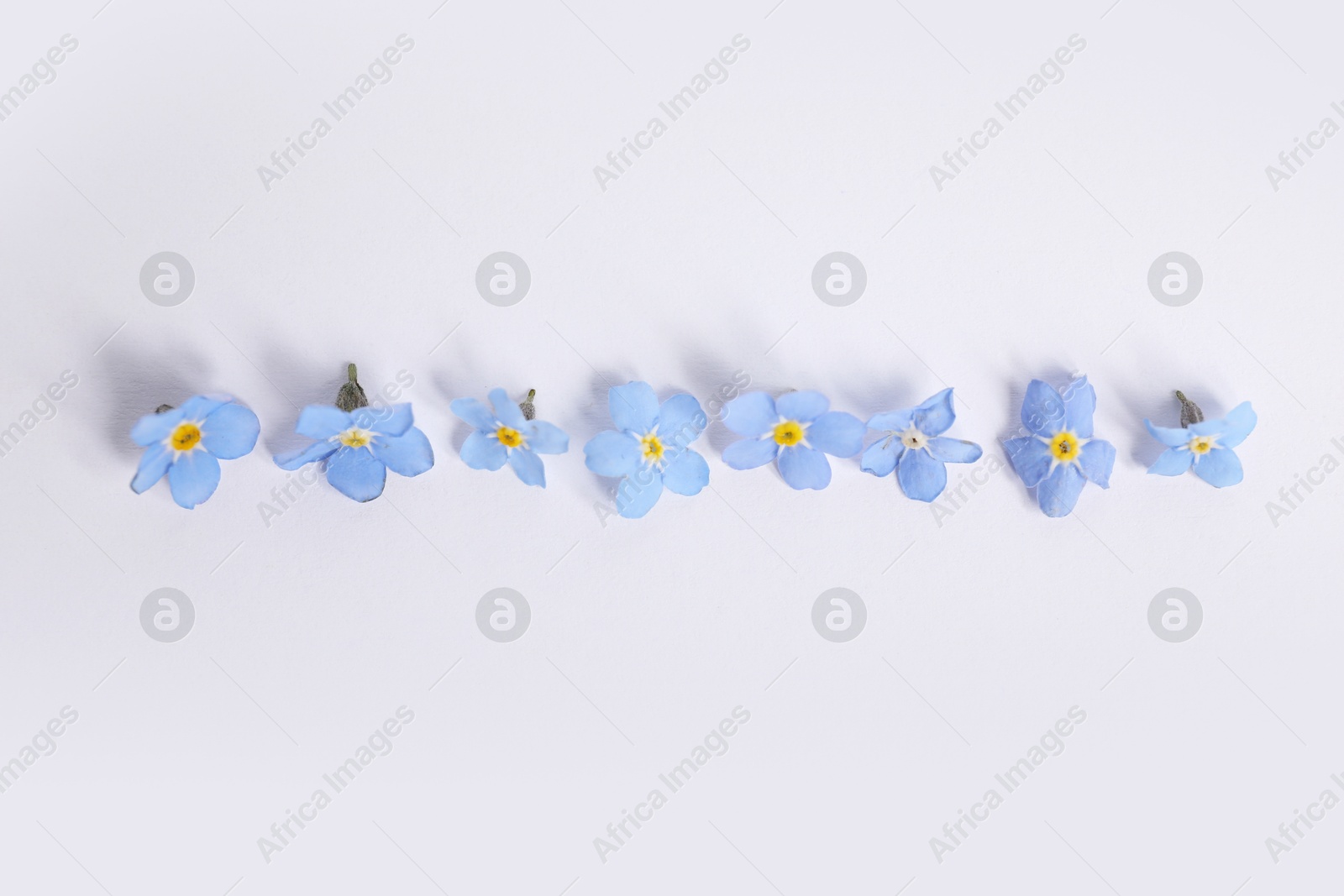 Photo of Beautiful forget-me-not flowers on white background, flat lay