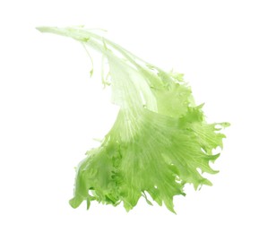 Leaf of fresh lettuce for burger isolated on white