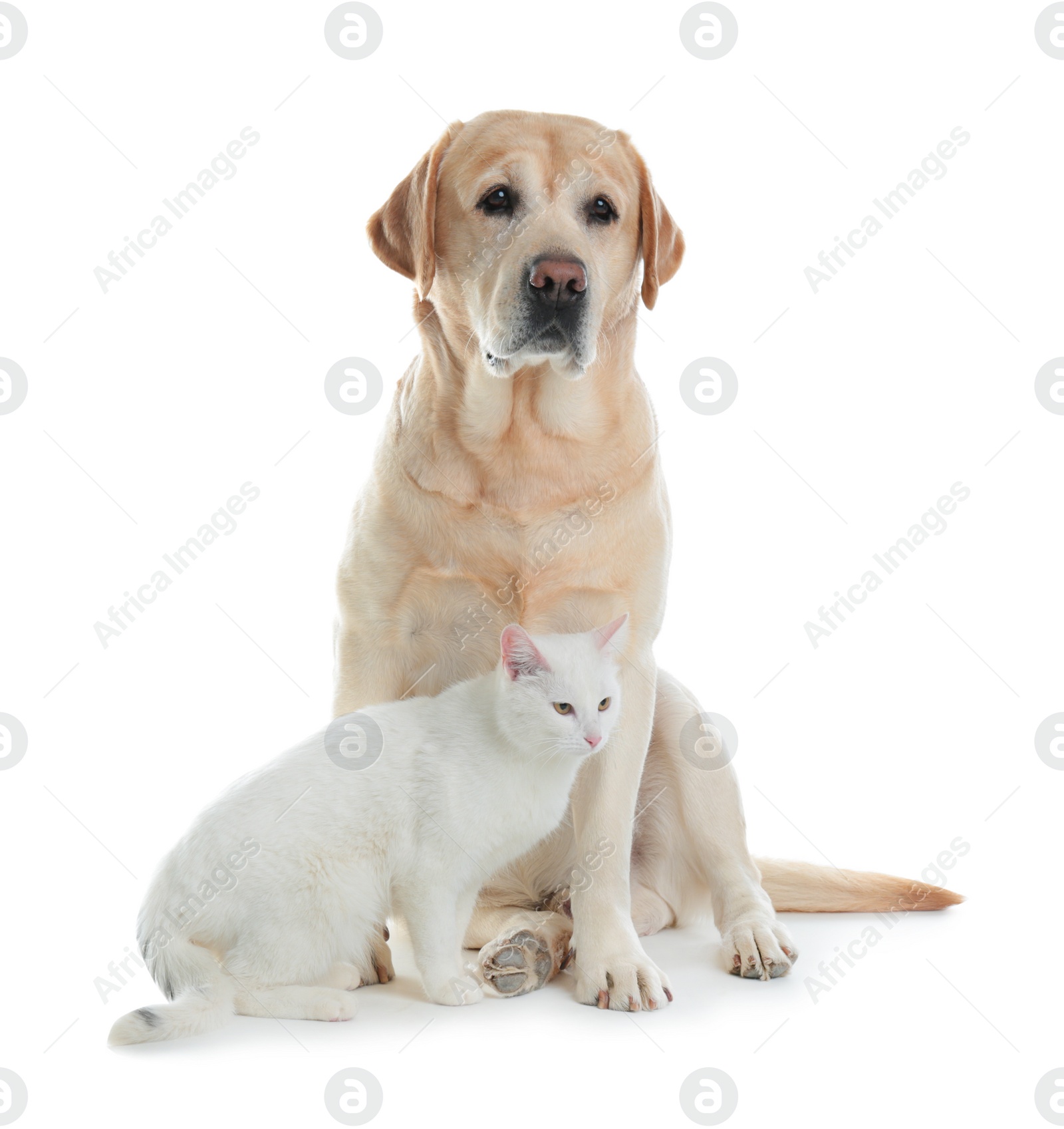 Photo of Adorable dog and cat together on white background. Friends forever