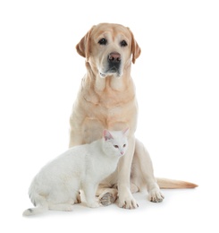 Photo of Adorable dog and cat together on white background. Friends forever