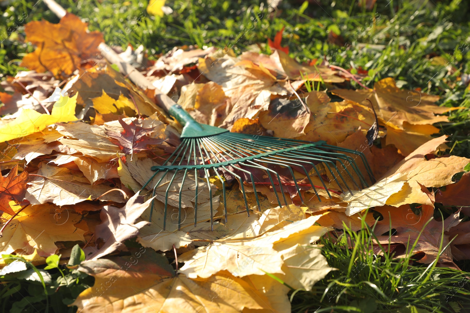 Photo of Rake and fall leaves on grass outdoors, closeup