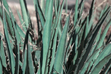 Photo of Closeup view of beautiful Agave plant growing outdoors
