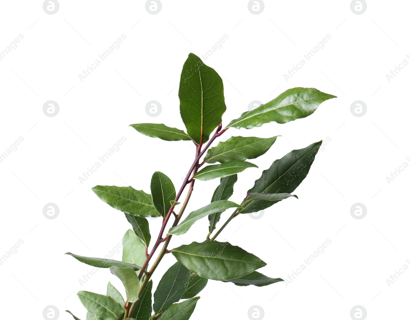 Photo of Branch of fresh bay leaves on white background