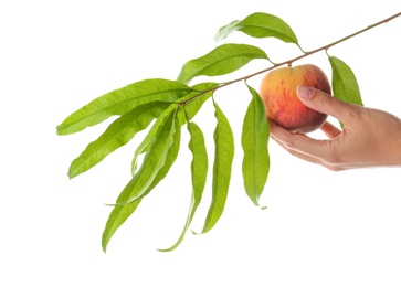 Photo of Woman holding branch with fresh sweet peach on white background