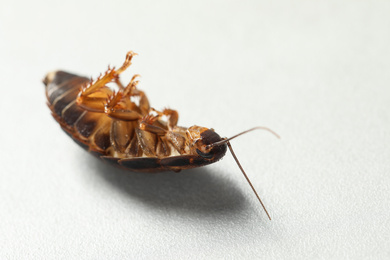 Photo of Dead brown cockroach on light grey background, closeup. Pest control