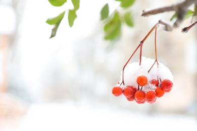 Photo of Berries on rowan tree branch covered with snow outdoors