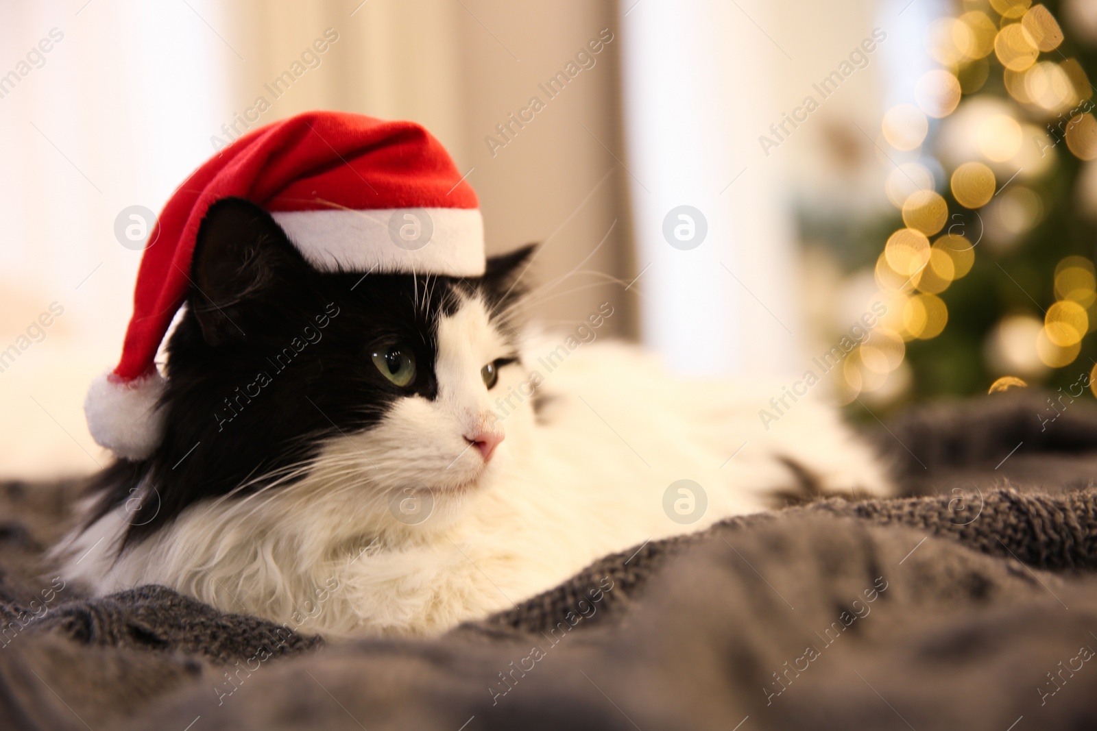 Photo of Adorable cat in Christmas hat lying on grey blanket, closeup