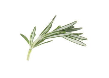 Fresh green rosemary leaves on white background