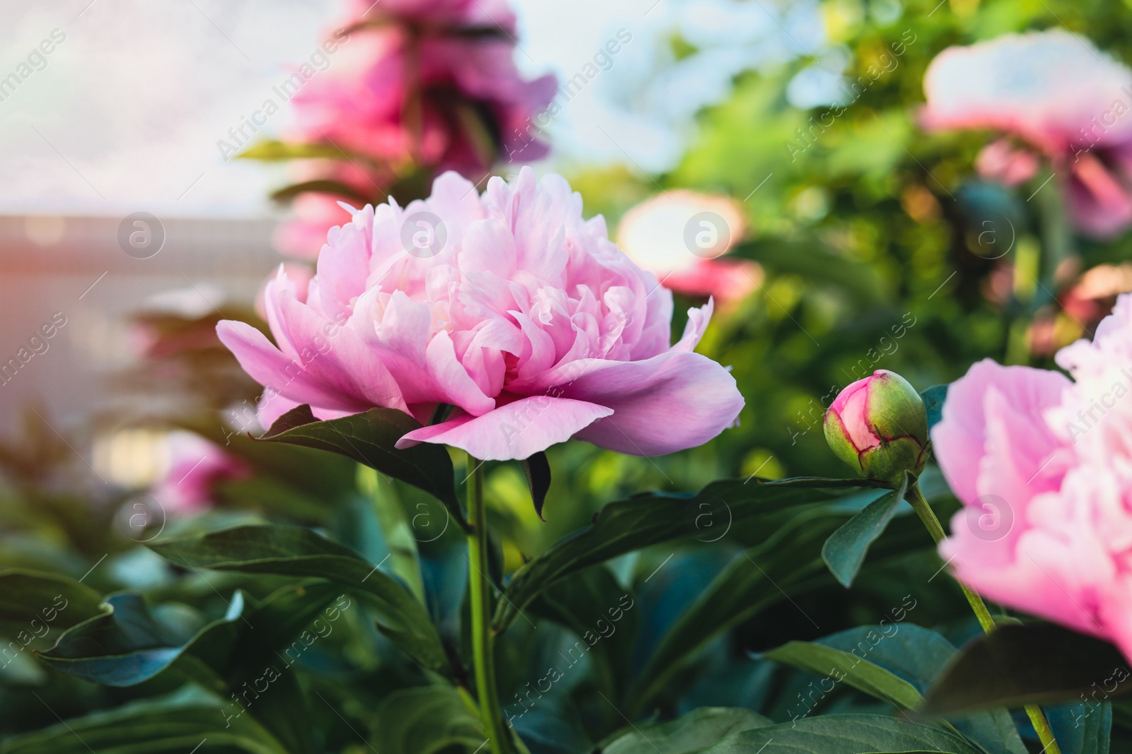 Photo of Blooming peony plant with beautiful pink flowers outdoors, closeup