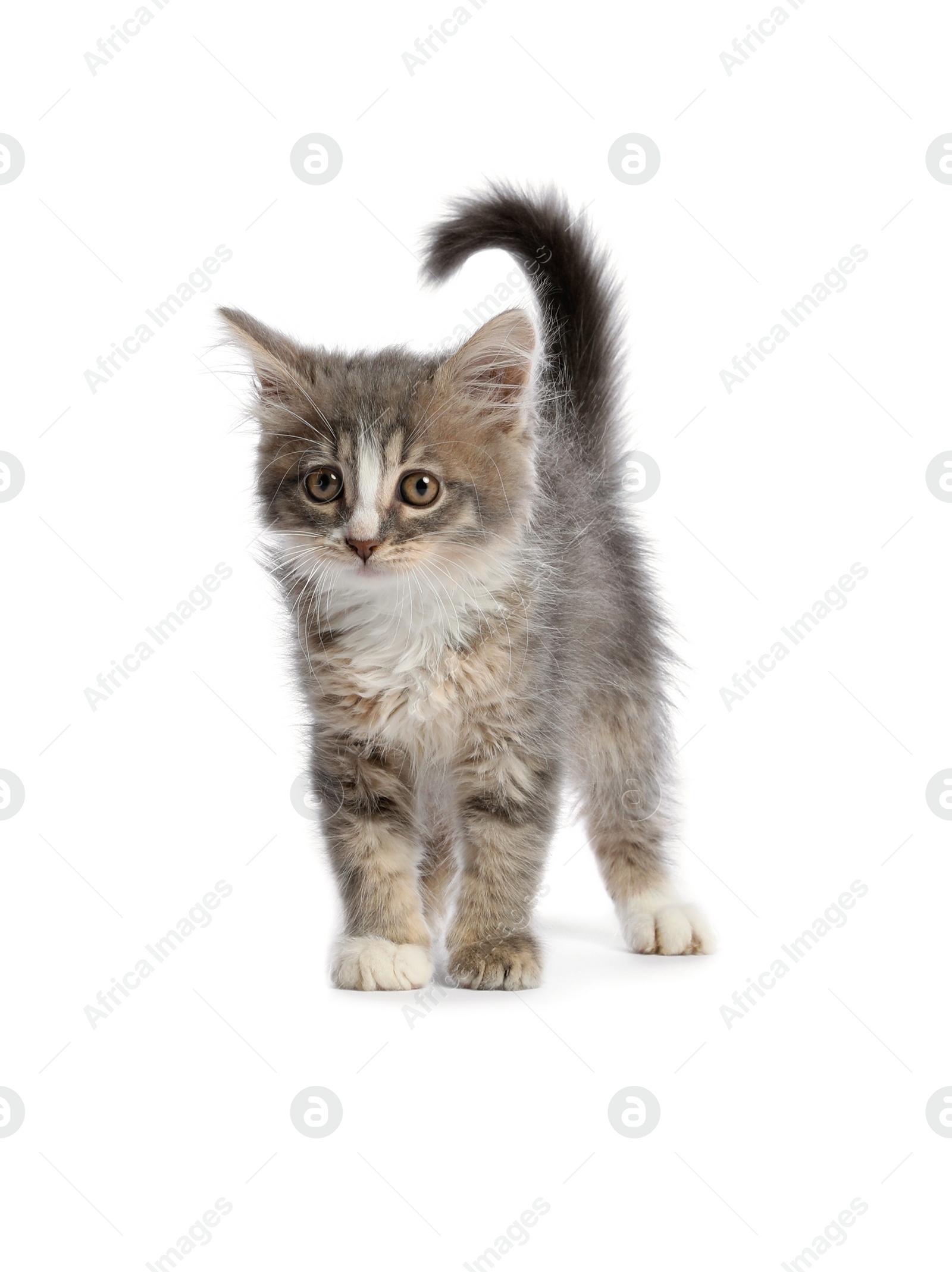 Photo of Cute fluffy kitten on white background. Baby animal