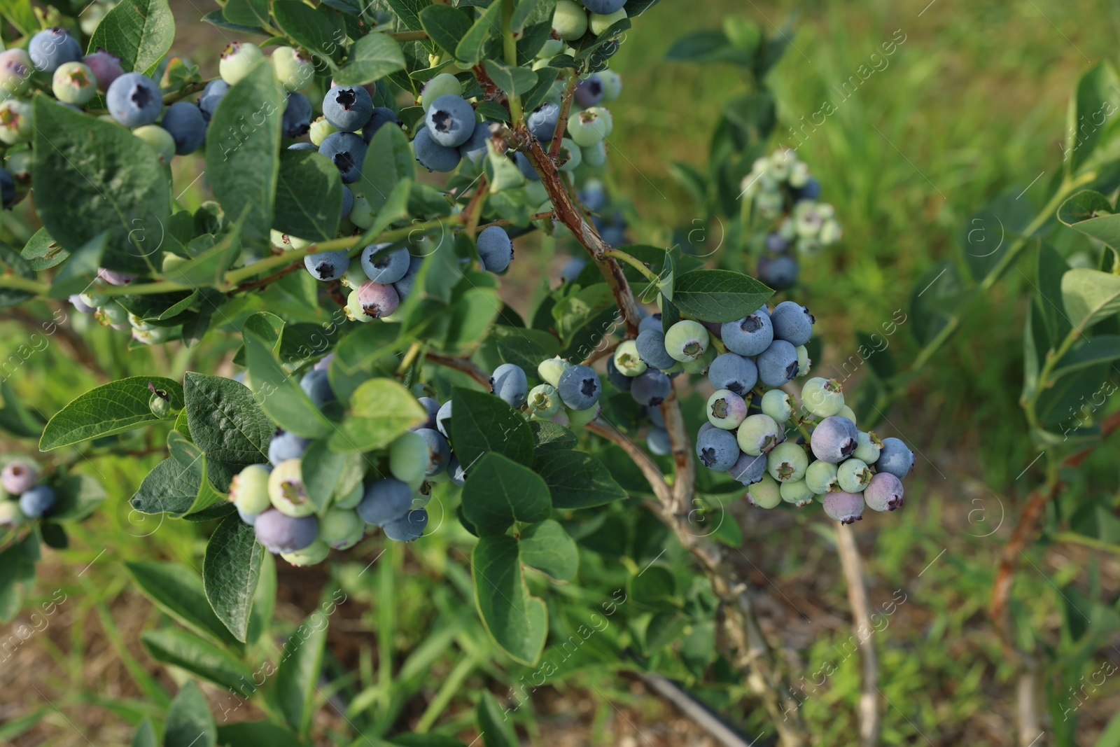 Photo of Bush of wild blueberry with berries growing outdoors