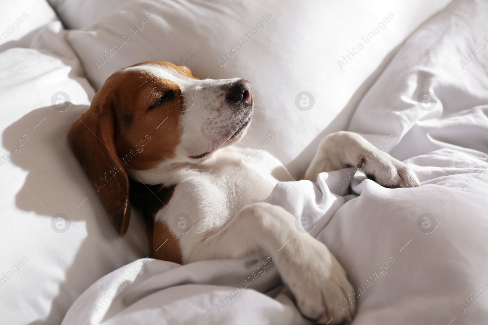 Photo of Cute Beagle puppy sleeping in bed. Adorable pet