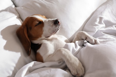 Photo of Cute Beagle puppy sleeping in bed. Adorable pet