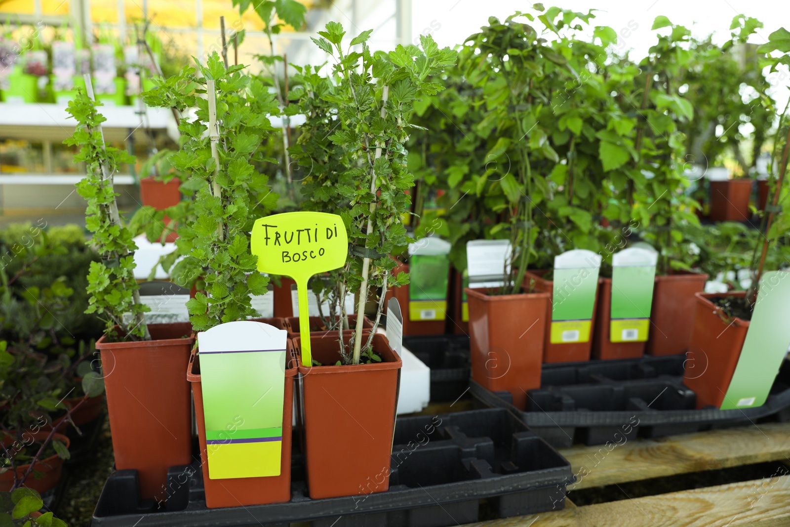 Photo of Many potted gooseberry seedlings on table in garden center