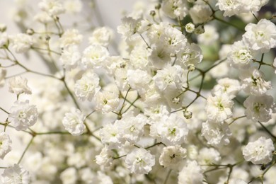 Photo of Closeup view of beautiful white gypsophila plant