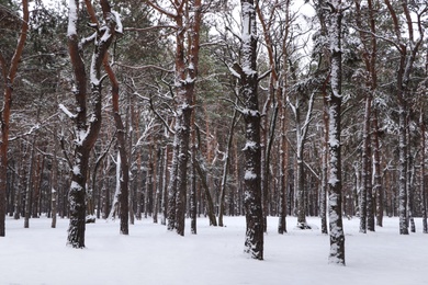 Photo of Picturesque view of beautiful forest covered with snow