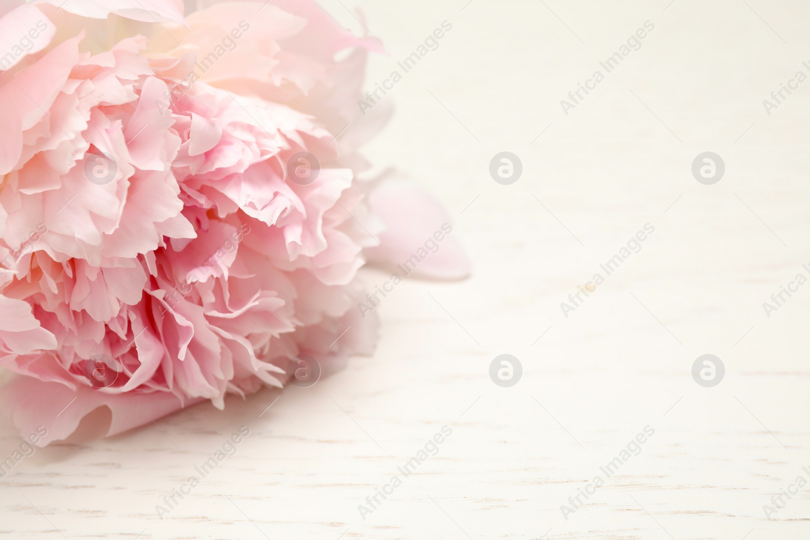 Photo of Beautiful blooming pink peony on white wooden table, closeup. Space for text