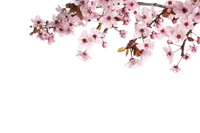 Sakura tree branch with beautiful pink blossoms isolated on white