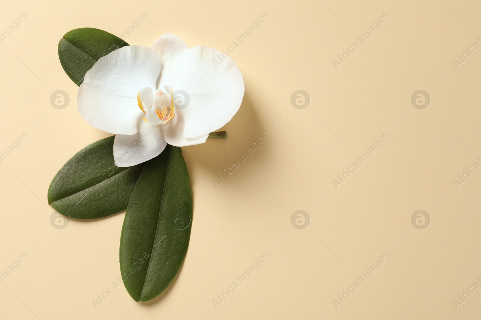 Photo of Beautiful orchid flower with leaves on color background, top view with space for text. Tropical plant