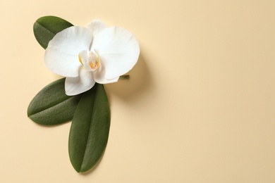 Beautiful orchid flower with leaves on color background, top view with space for text. Tropical plant