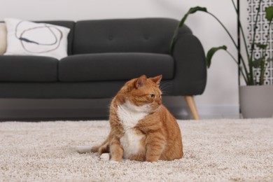 Cute ginger cat on carpet at home