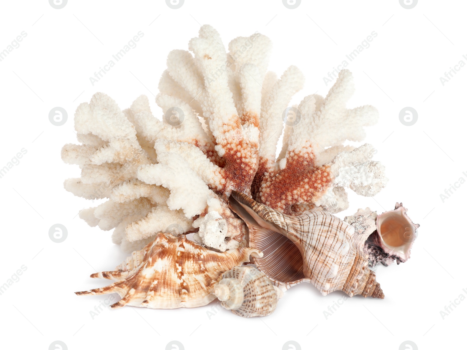 Photo of Beautiful exotic sea coral and shells on white background