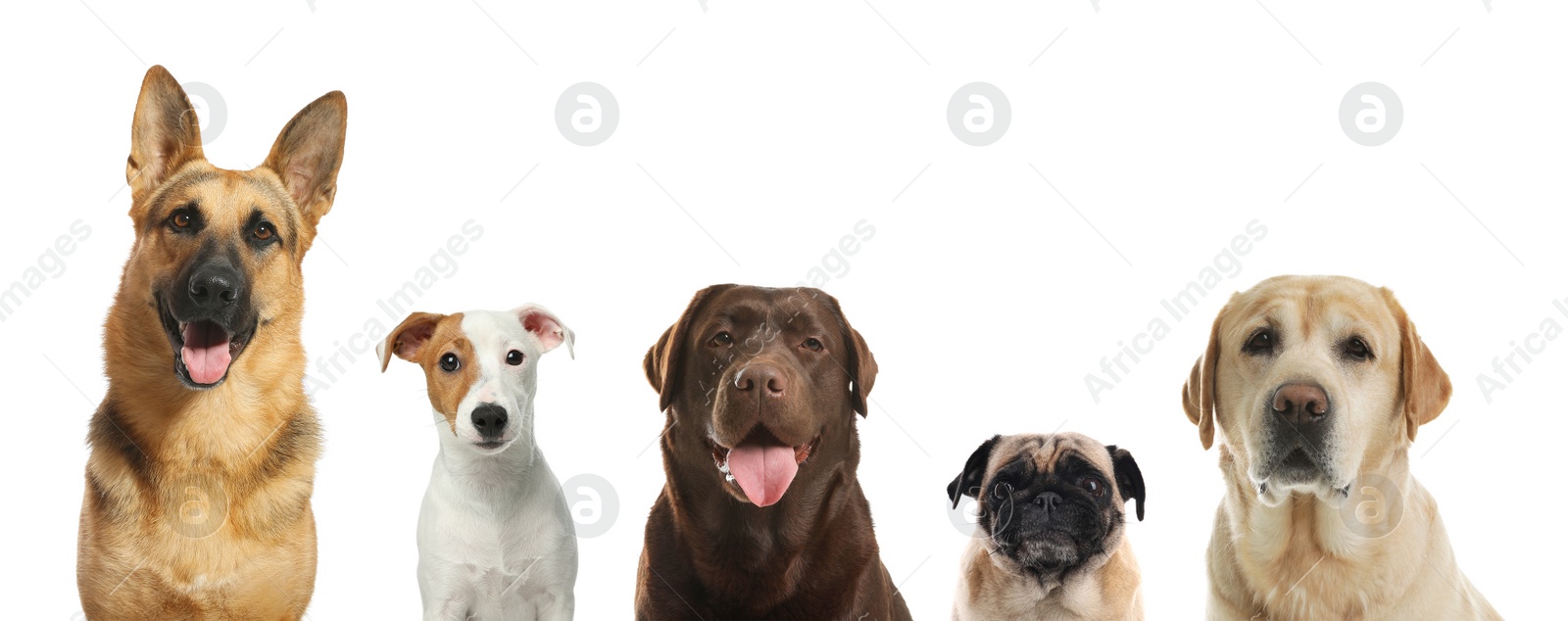 Image of Collage with different dogs on white background. Banner design