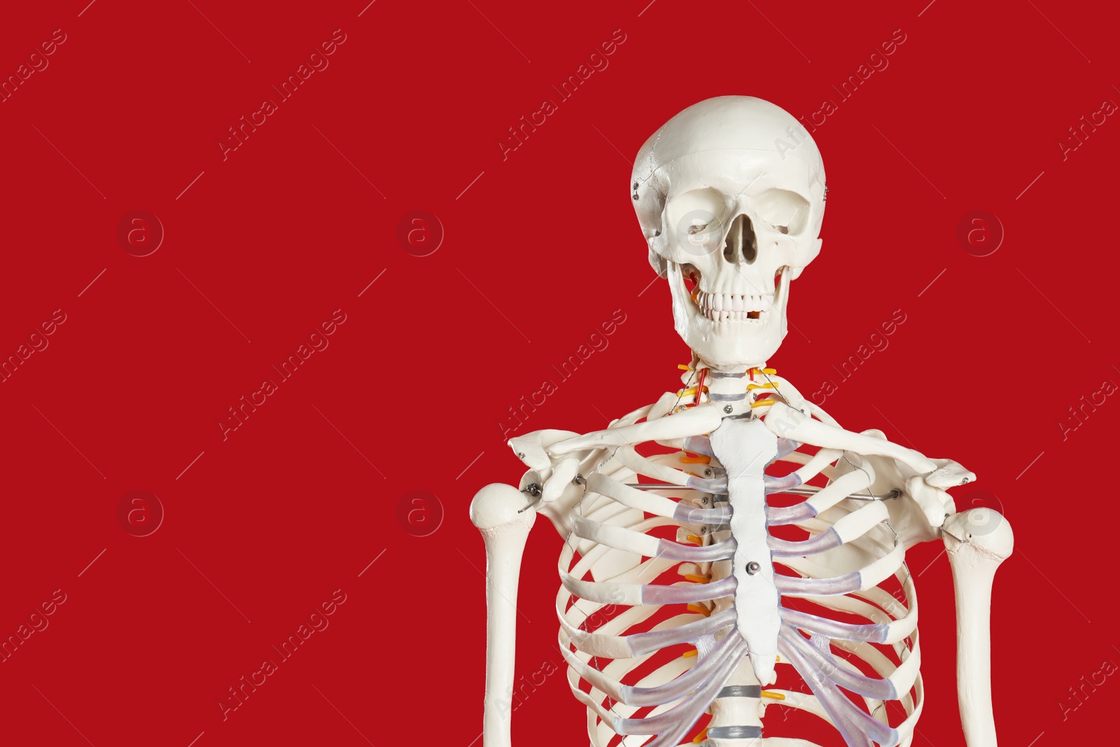 Photo of Artificial human skeleton model on red background. Space for text