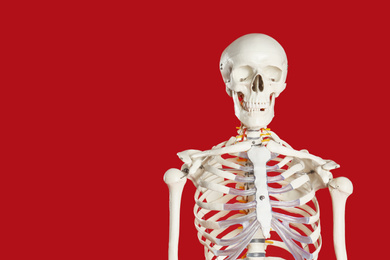 Artificial human skeleton model on red background. Space for text