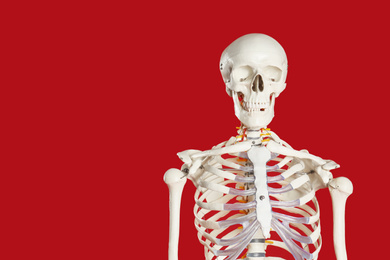 Photo of Artificial human skeleton model on red background. Space for text