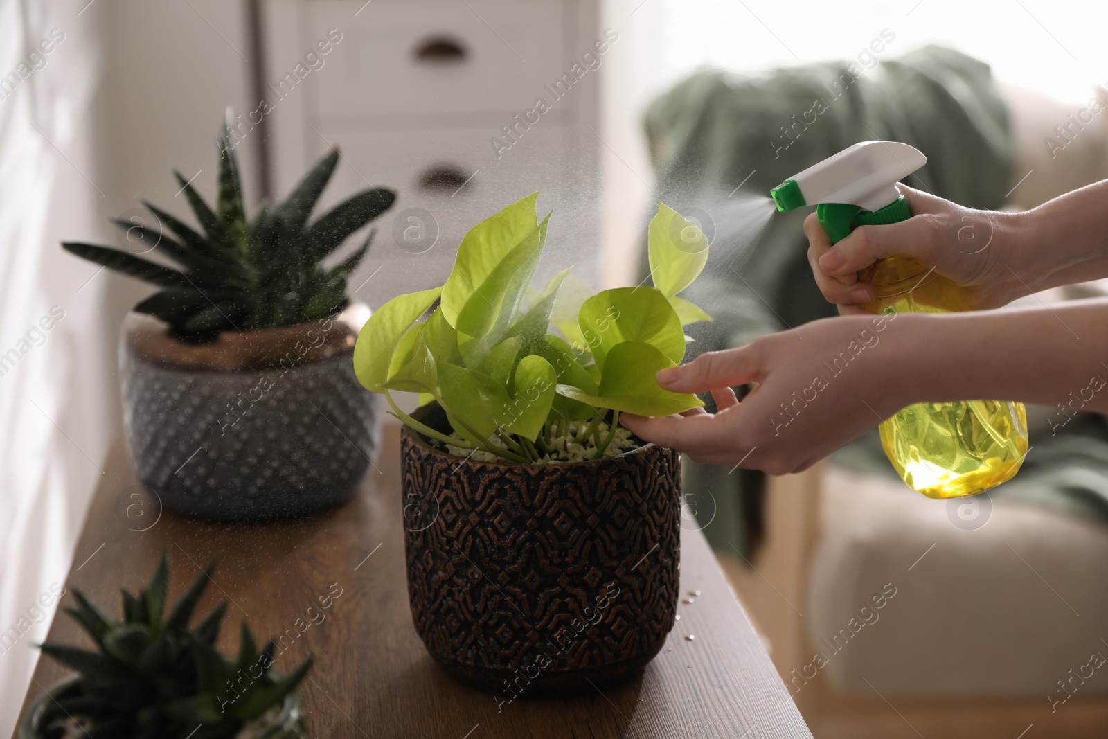 Photo of Woman spraying beautiful potted plant indoors, closeup. Floral house decor