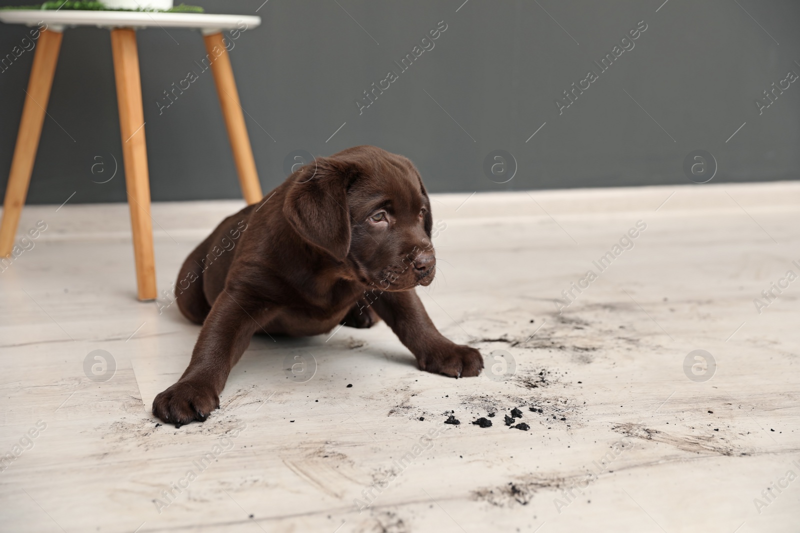 Photo of Chocolate Labrador Retriever puppy and dirty paw prints on floor indoors