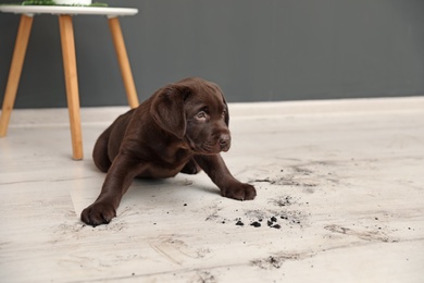 Photo of Chocolate Labrador Retriever puppy and dirty paw prints on floor indoors