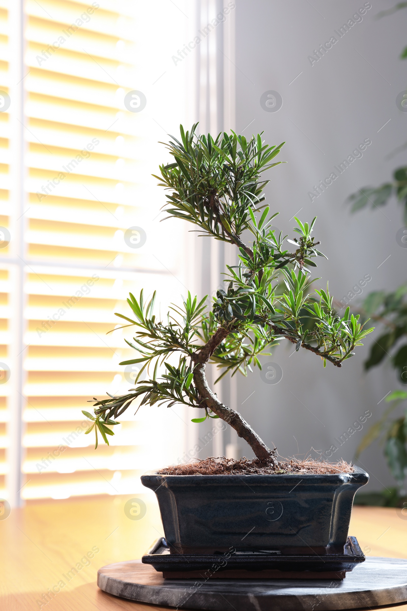 Photo of Japanese bonsai plant on wooden table near window. Creating zen atmosphere at home