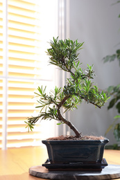 Japanese bonsai plant on wooden table near window. Creating zen atmosphere at home