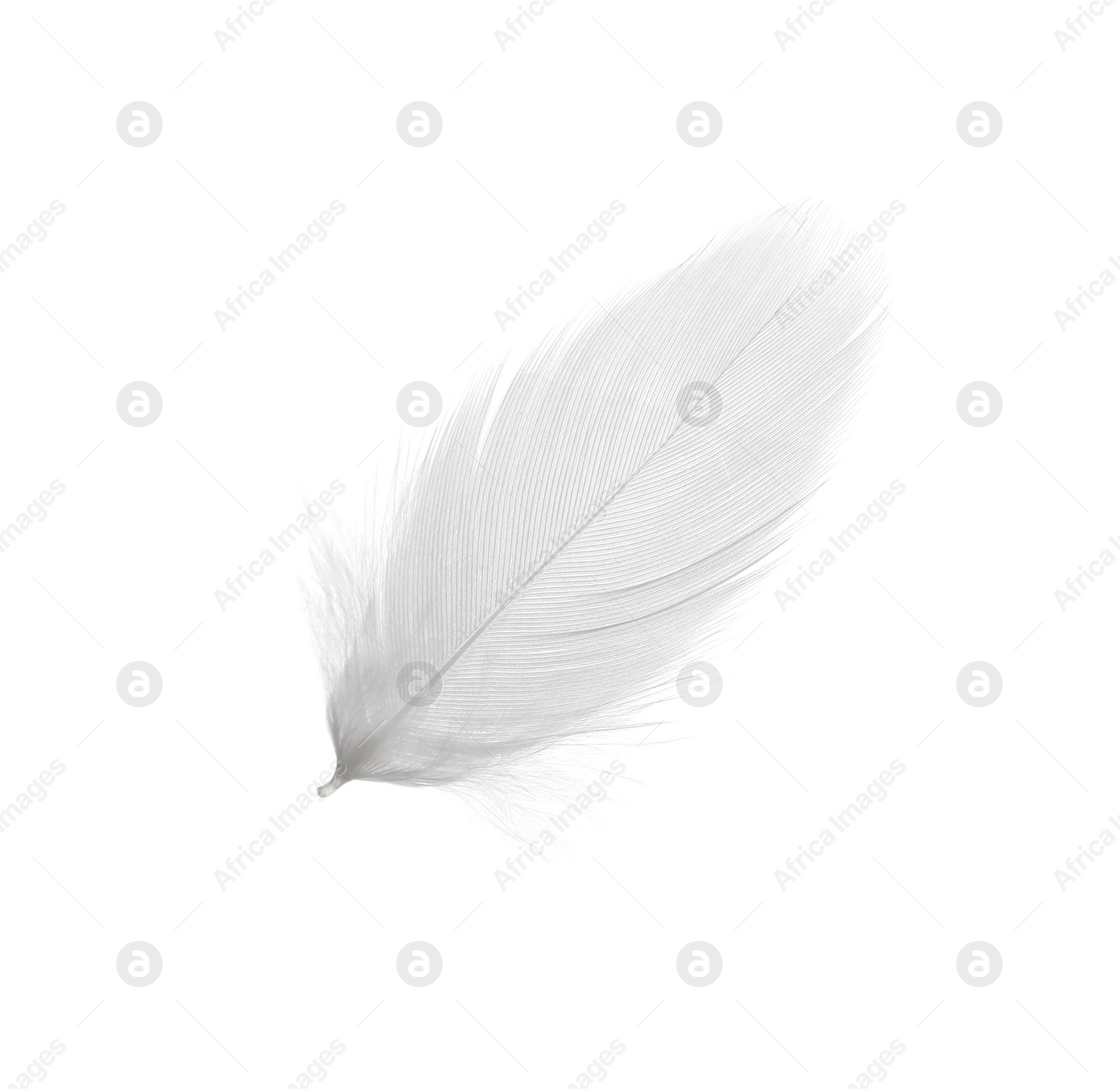 Photo of Beautiful fluffy bird feather isolated on white