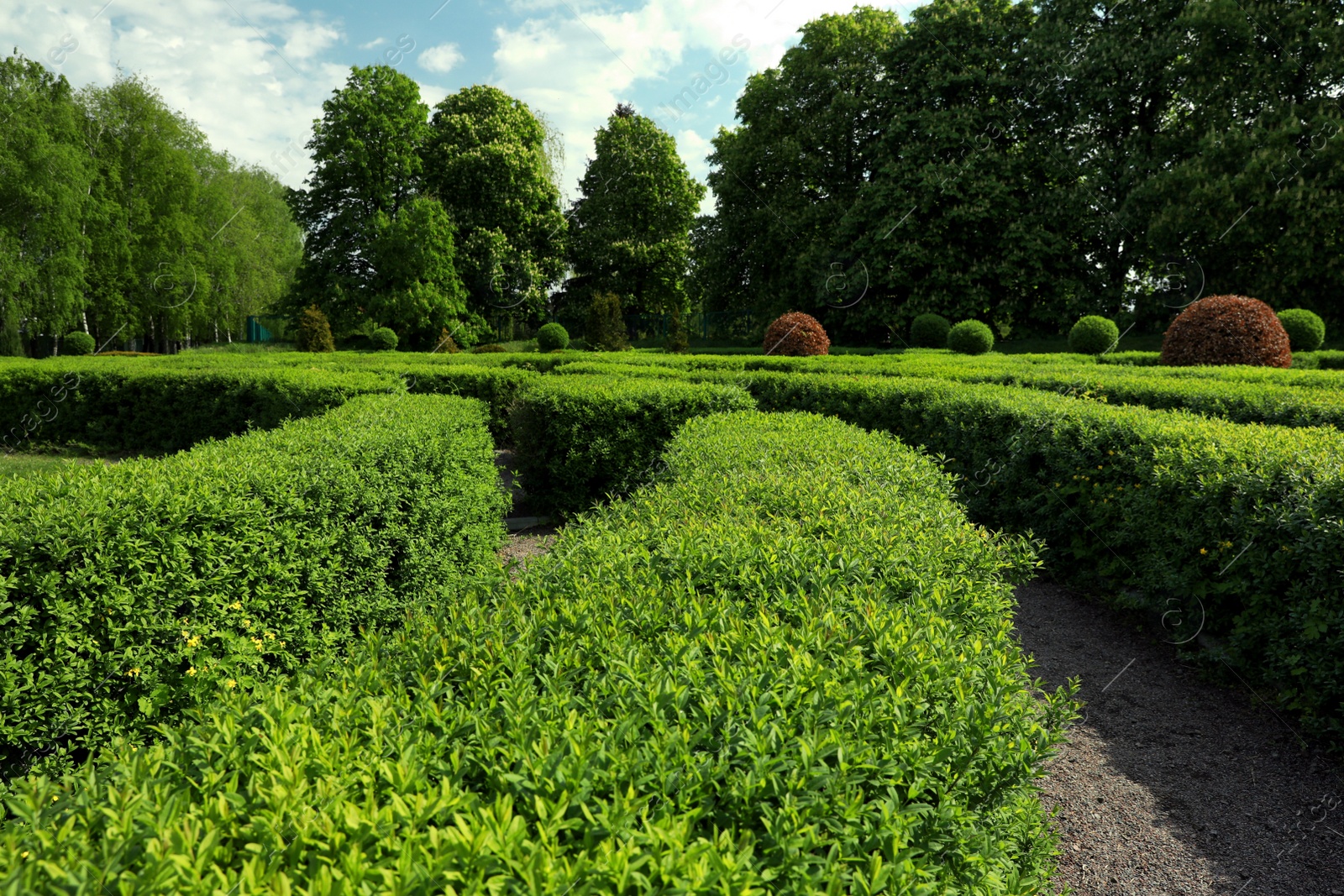 Photo of Beautiful view of green hedge maze on sunny day