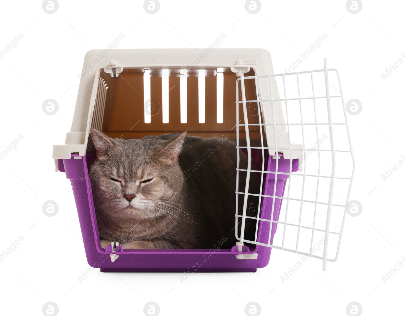 Photo of Travel with pet. Cute cat in carrier on white background