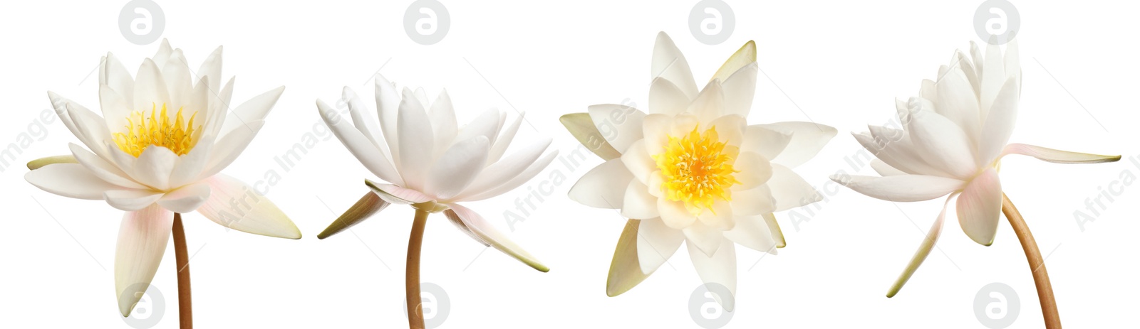 Image of Set of beautiful lotus flowers on white background. Banner design 