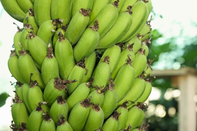 Photo of Unripe bananas growing on tree outdoors, closeup view. Space for text