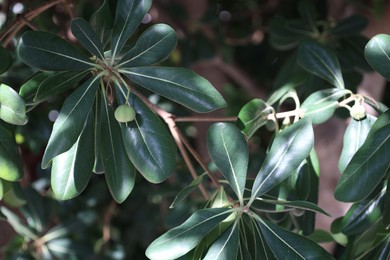 Photo of Beautiful pittosporum plant with green berries growing outdoors, closeup